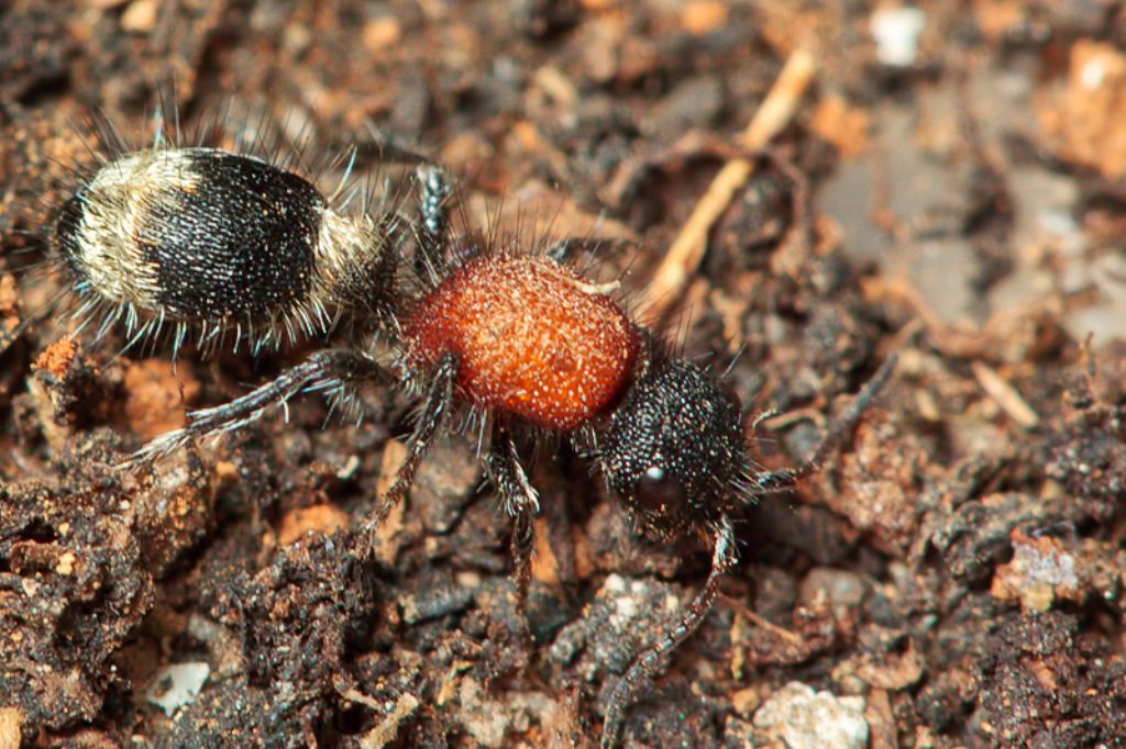 Femmina di Stenomutilla hottentotta